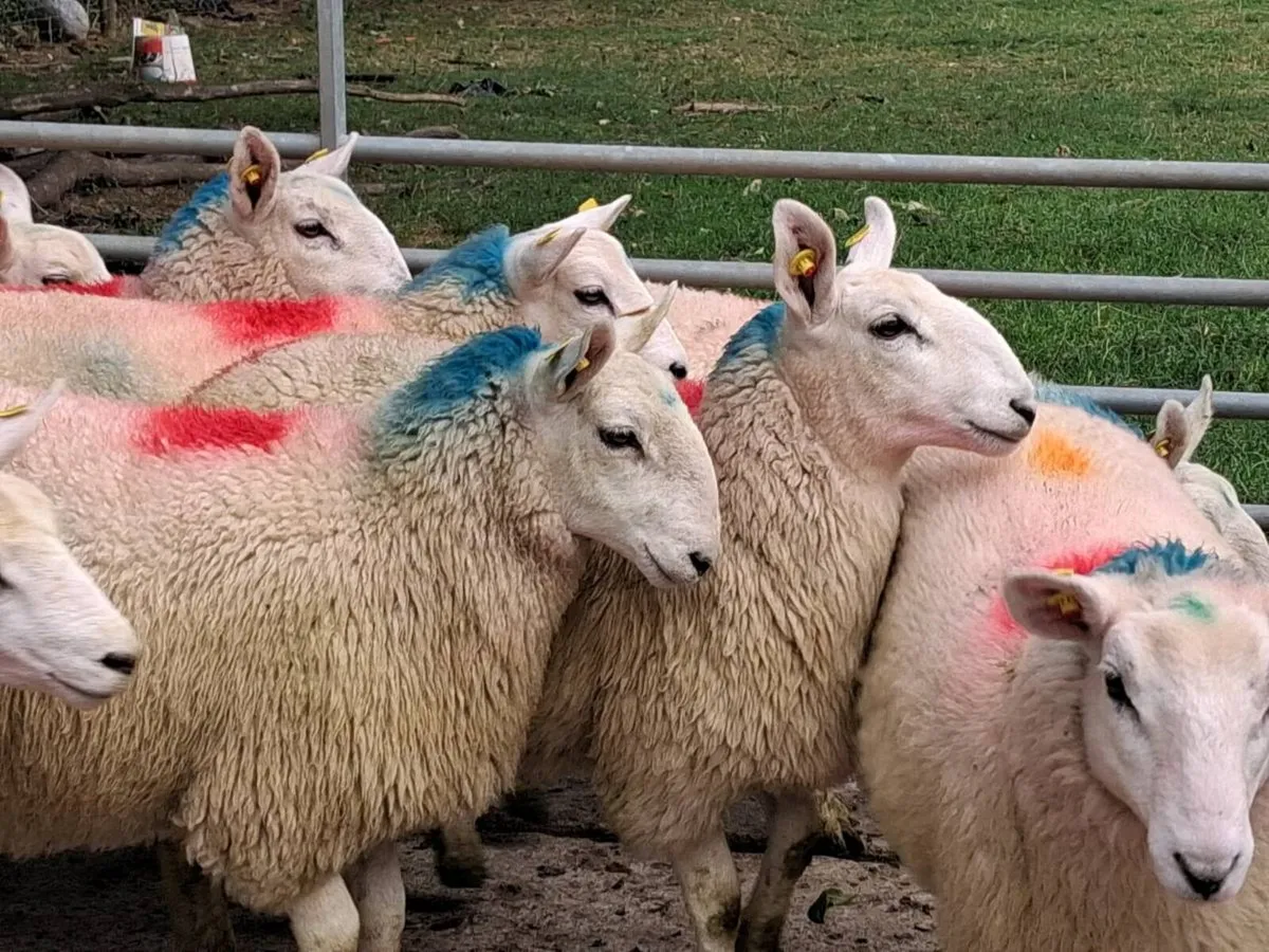 Super Cheviot Ewe Lamb's - Image 2