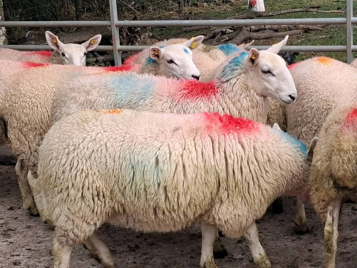 Super Cheviot Ewe Lamb's - Image 3