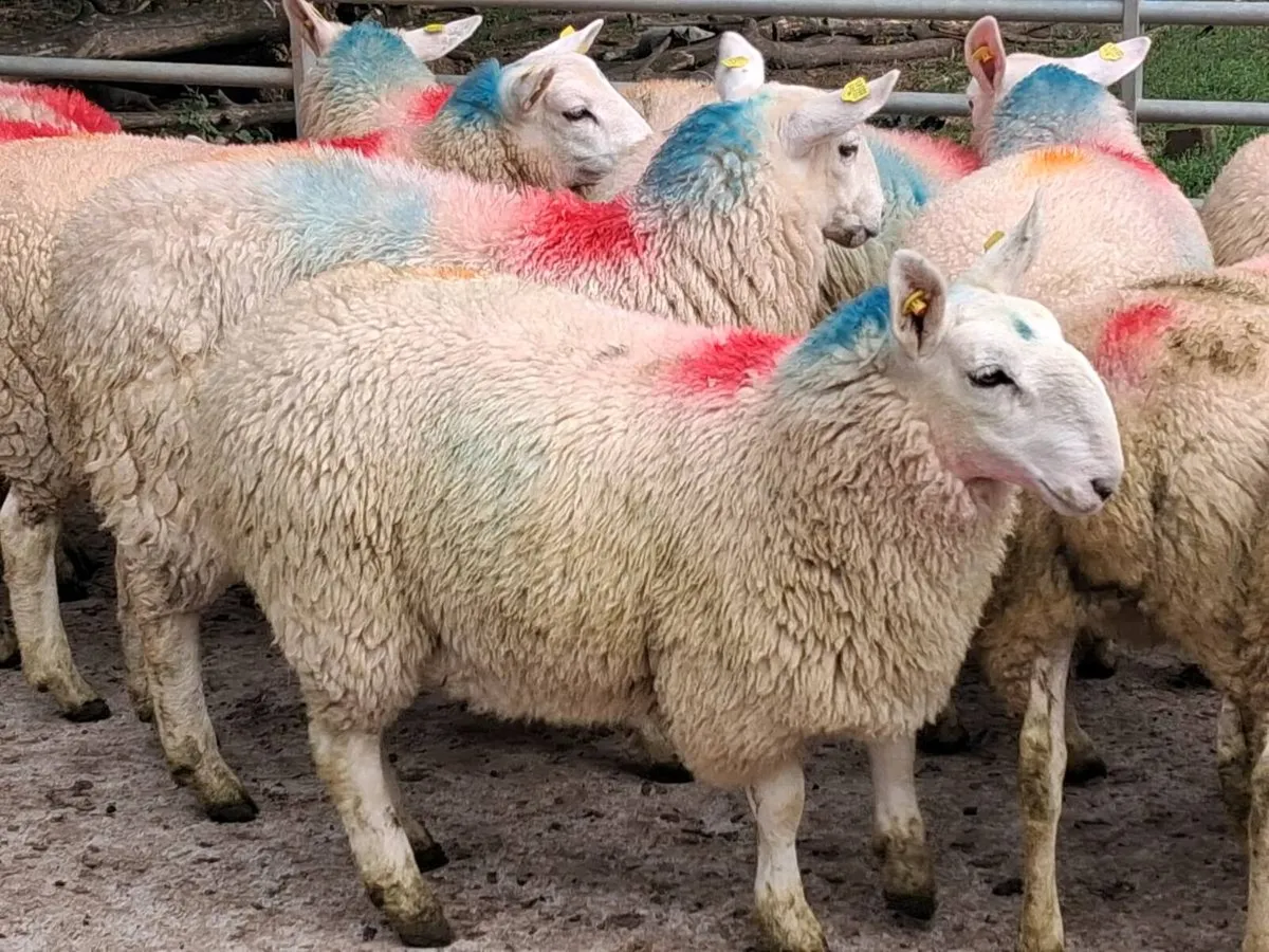 Super Cheviot Ewe Lamb's - Image 4
