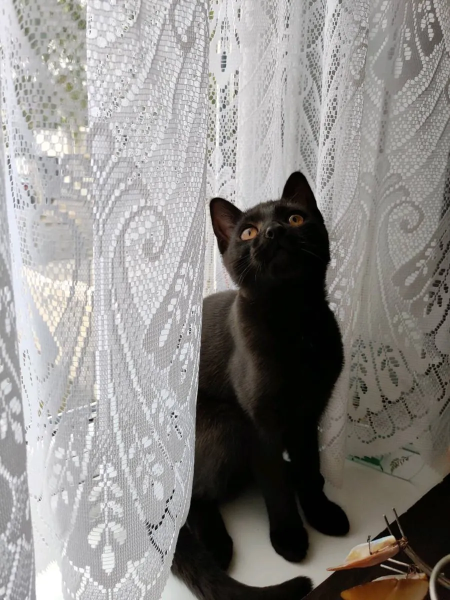 Beautiful Female Kitten  Indoor Raise - Image 2