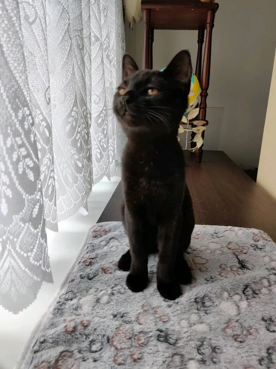 Beautiful Female Kitten  Indoor Raise - Image 3