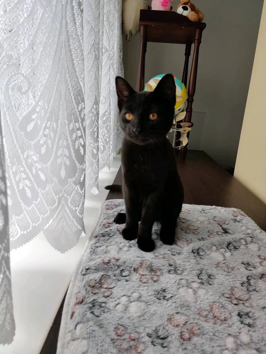 Beautiful Female Kitten  Indoor Raise - Image 1