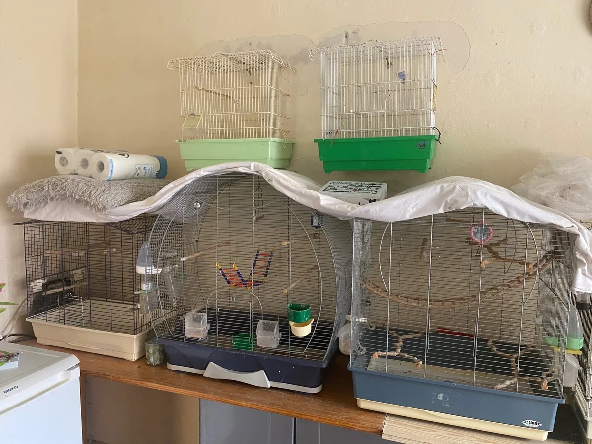 Bird Cages - Image 4