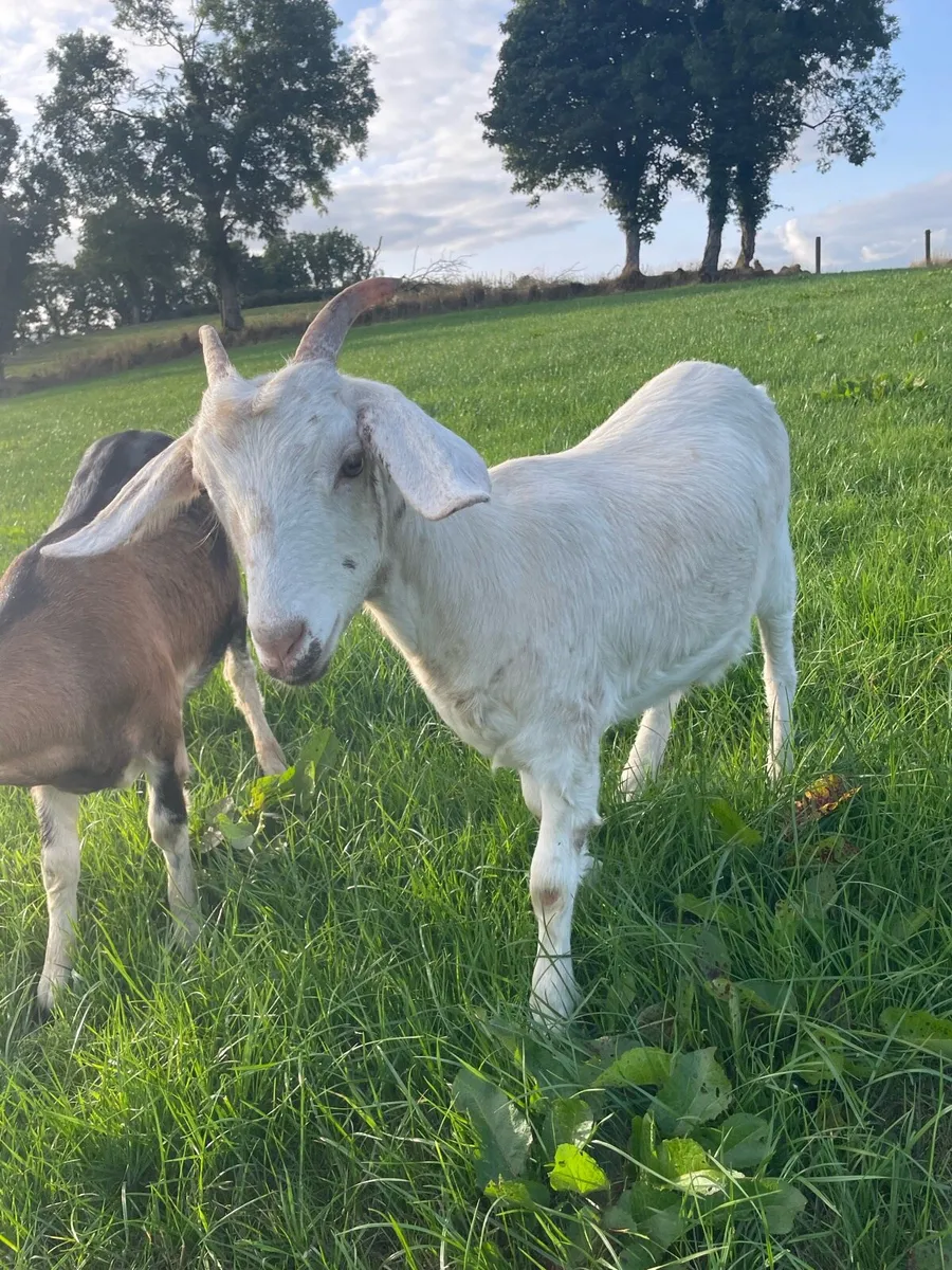 Goat and she kid - Image 3