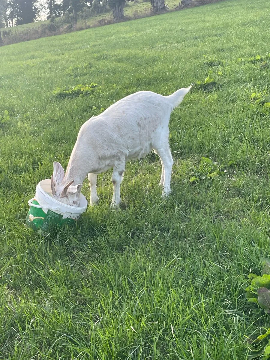 Goat and she kid - Image 4