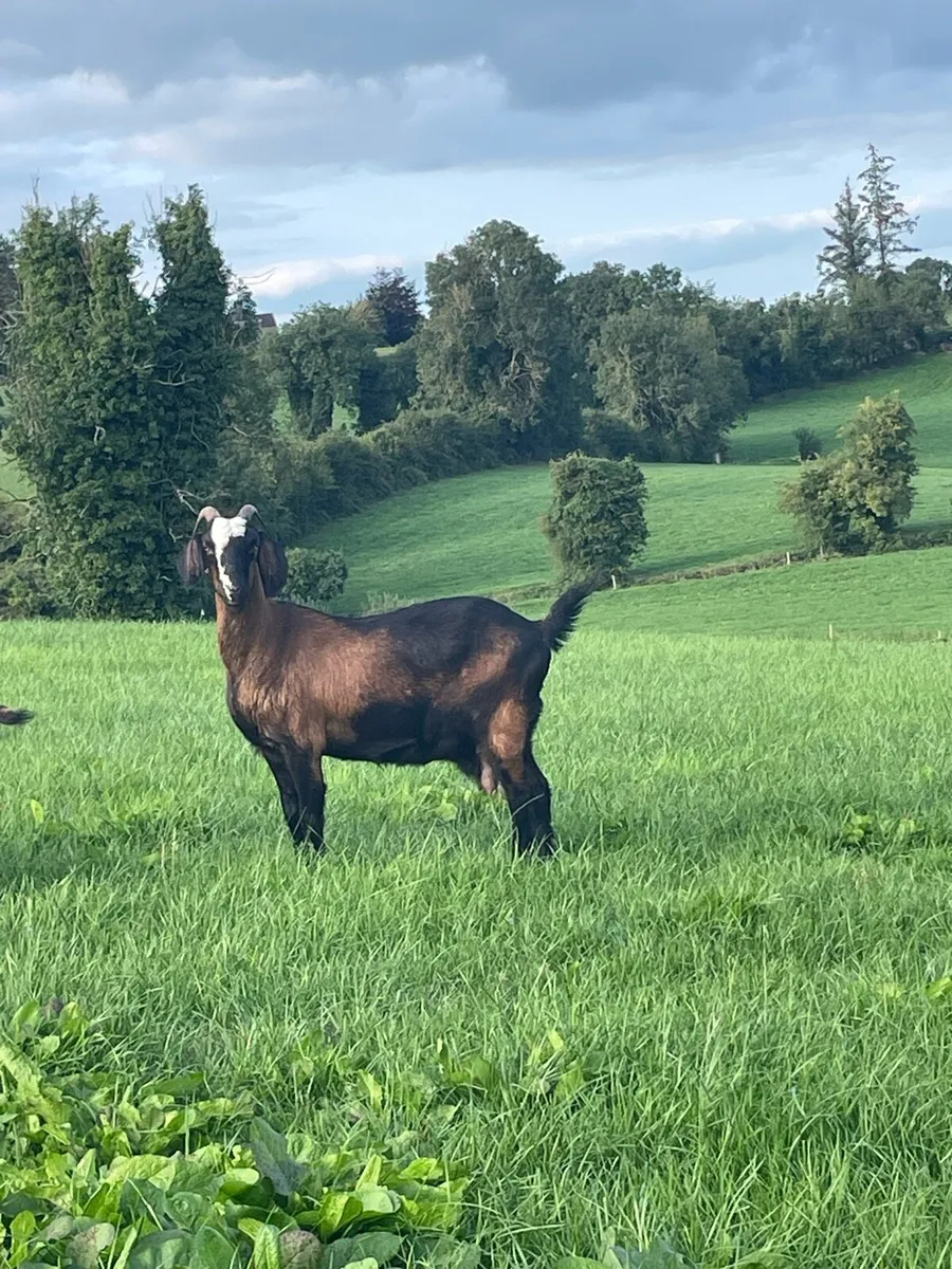 Goat and she kid - Image 1