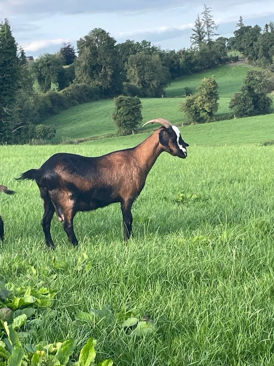 Goat and she kid - Image 2