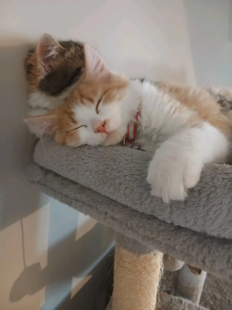 Kitten - Image 3