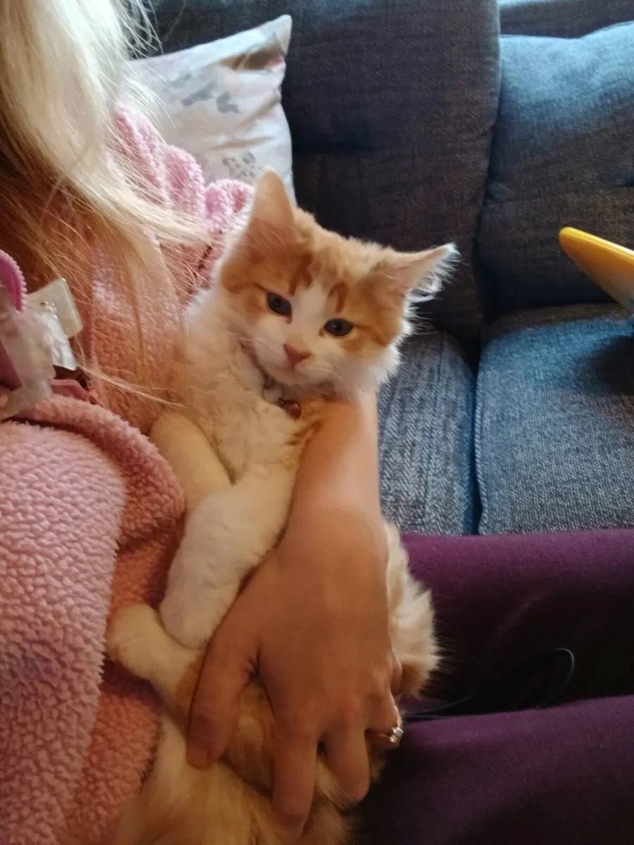 Kitten - Image 4