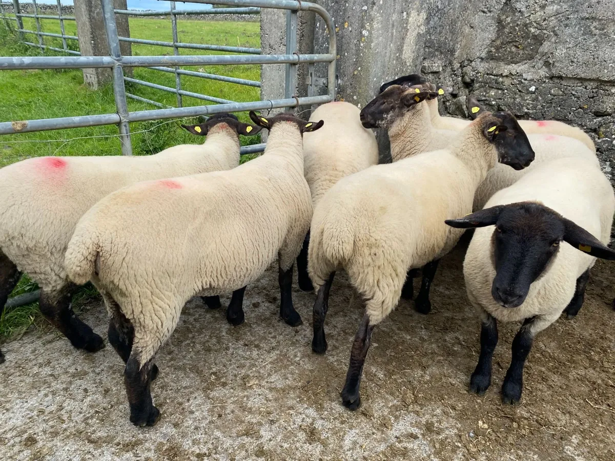 Ewe Hoggets - Image 2