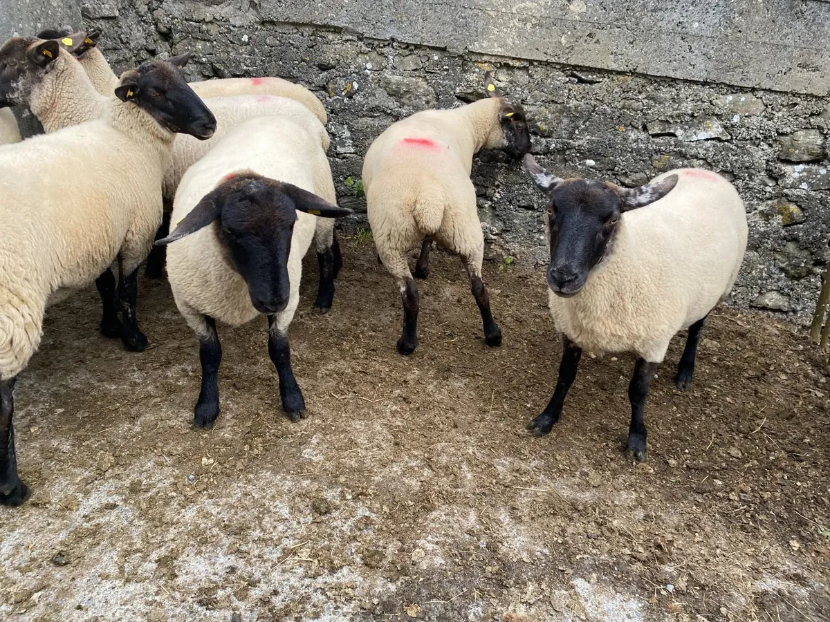 Ewe Hoggets - Image 3