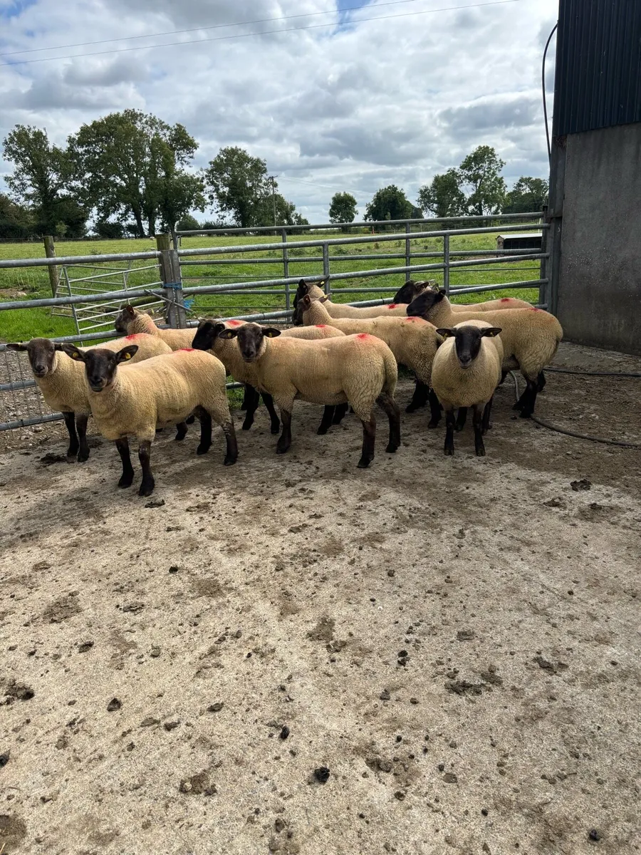 Suffolk X hoggets - Image 2
