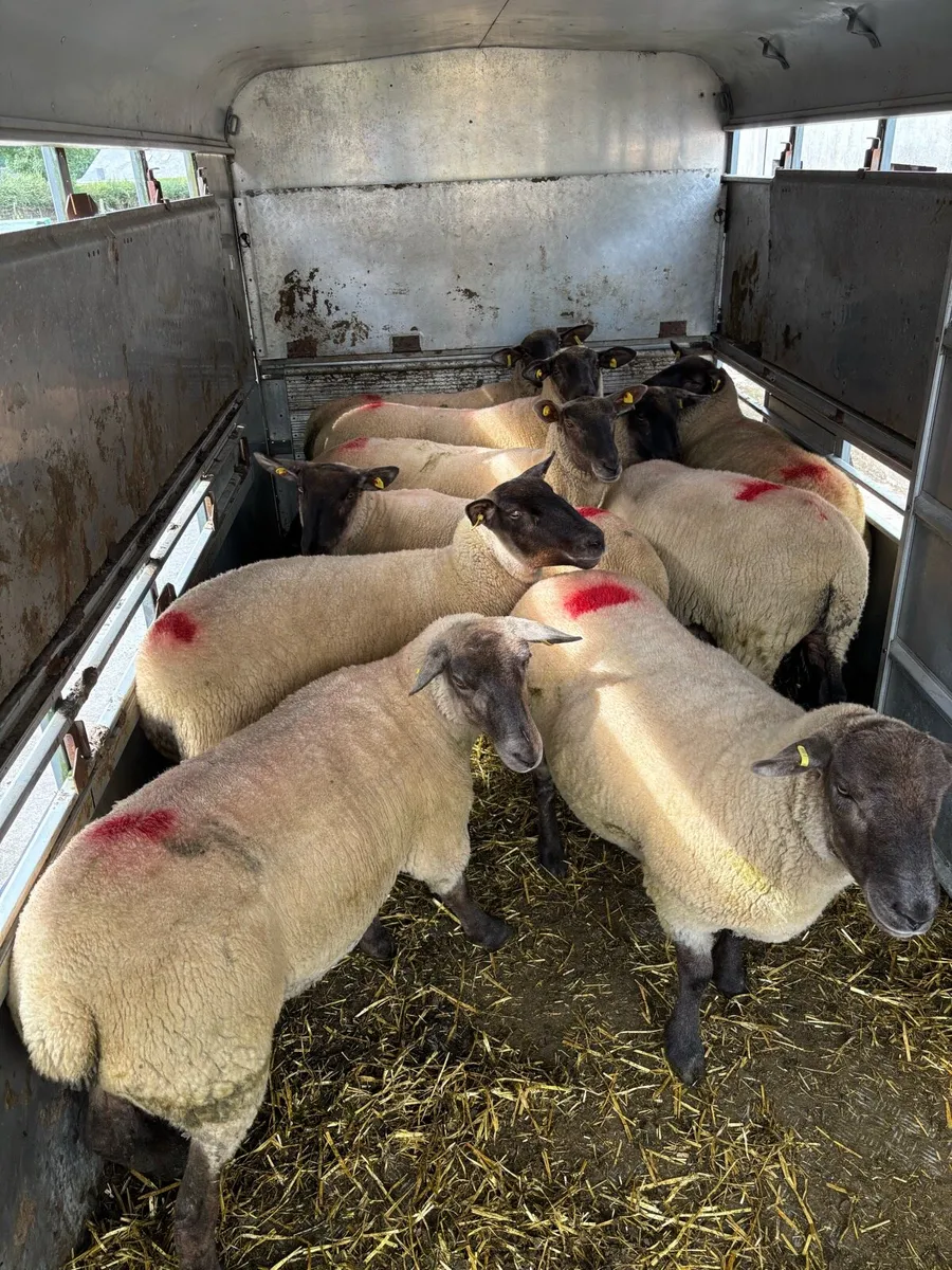 Suffolk X hoggets - Image 3