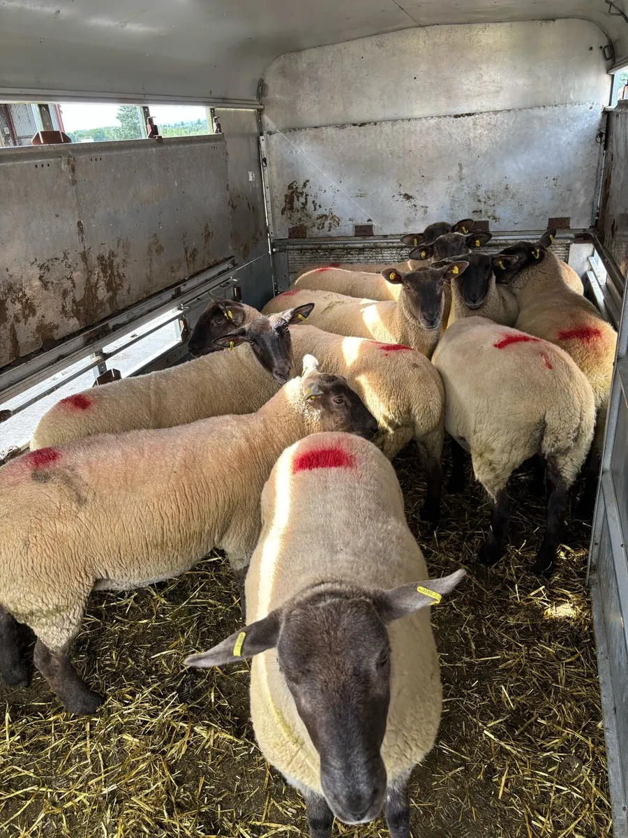 Suffolk X hoggets - Image 4