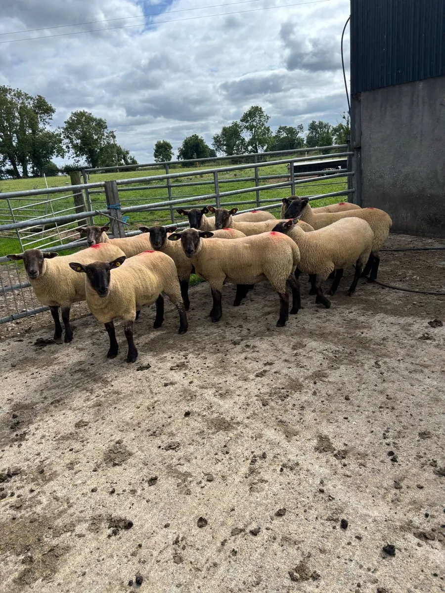 Suffolk X hoggets - Image 1