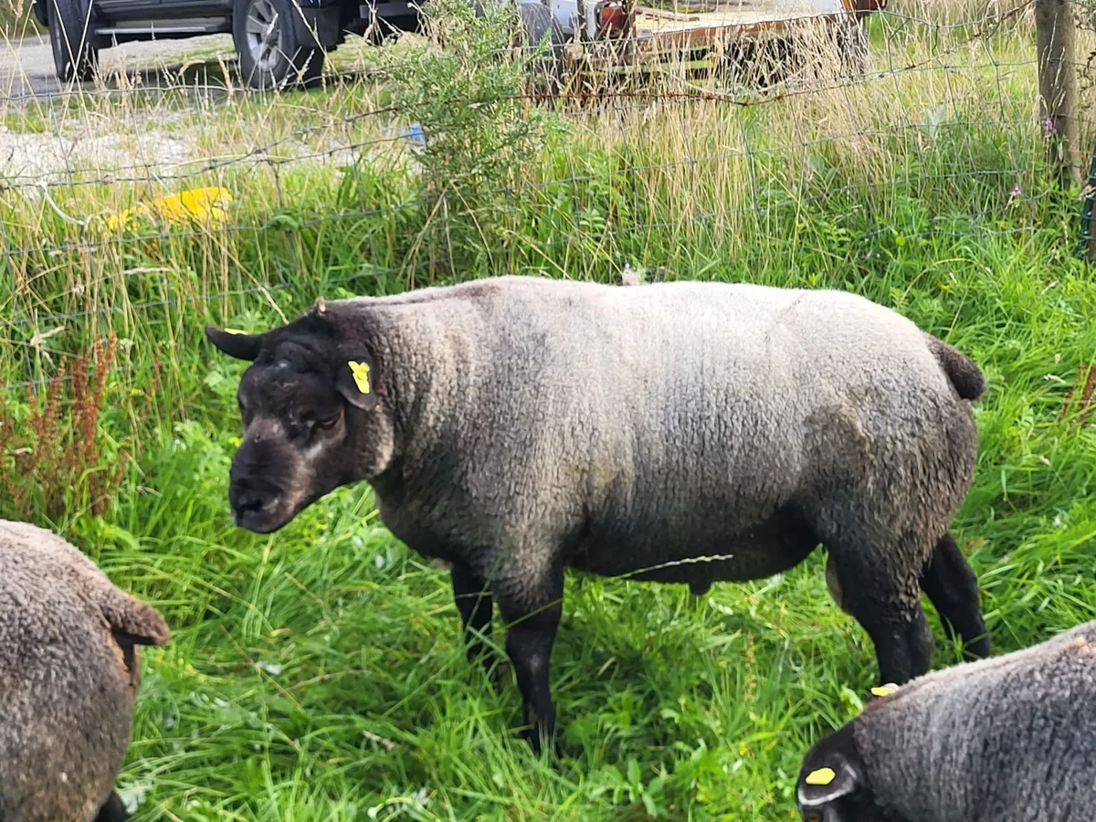 Rams - Image 2