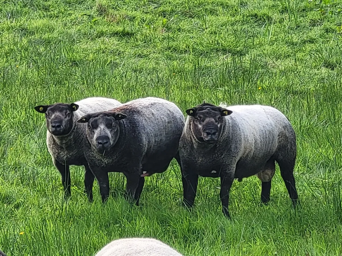 Rams - Image 1