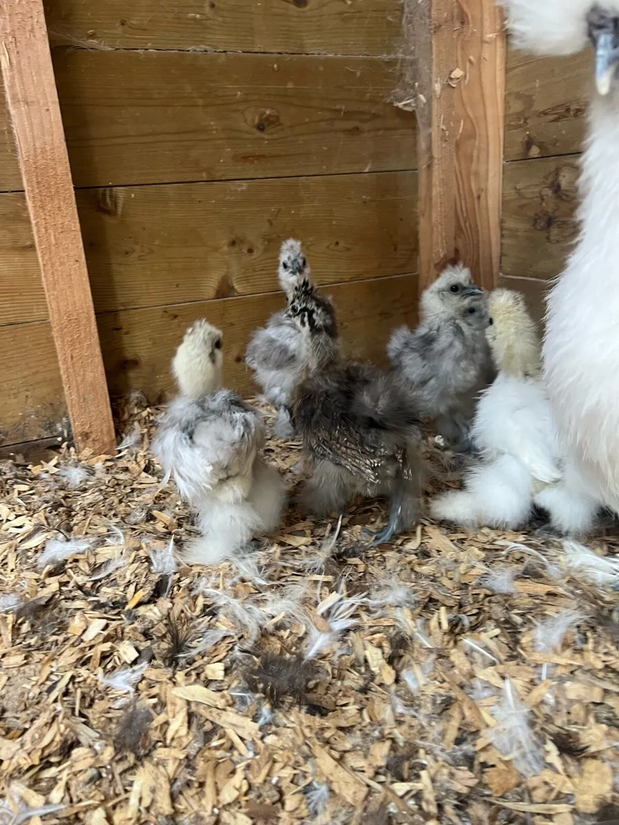 Silkie chicks for sale - Image 1