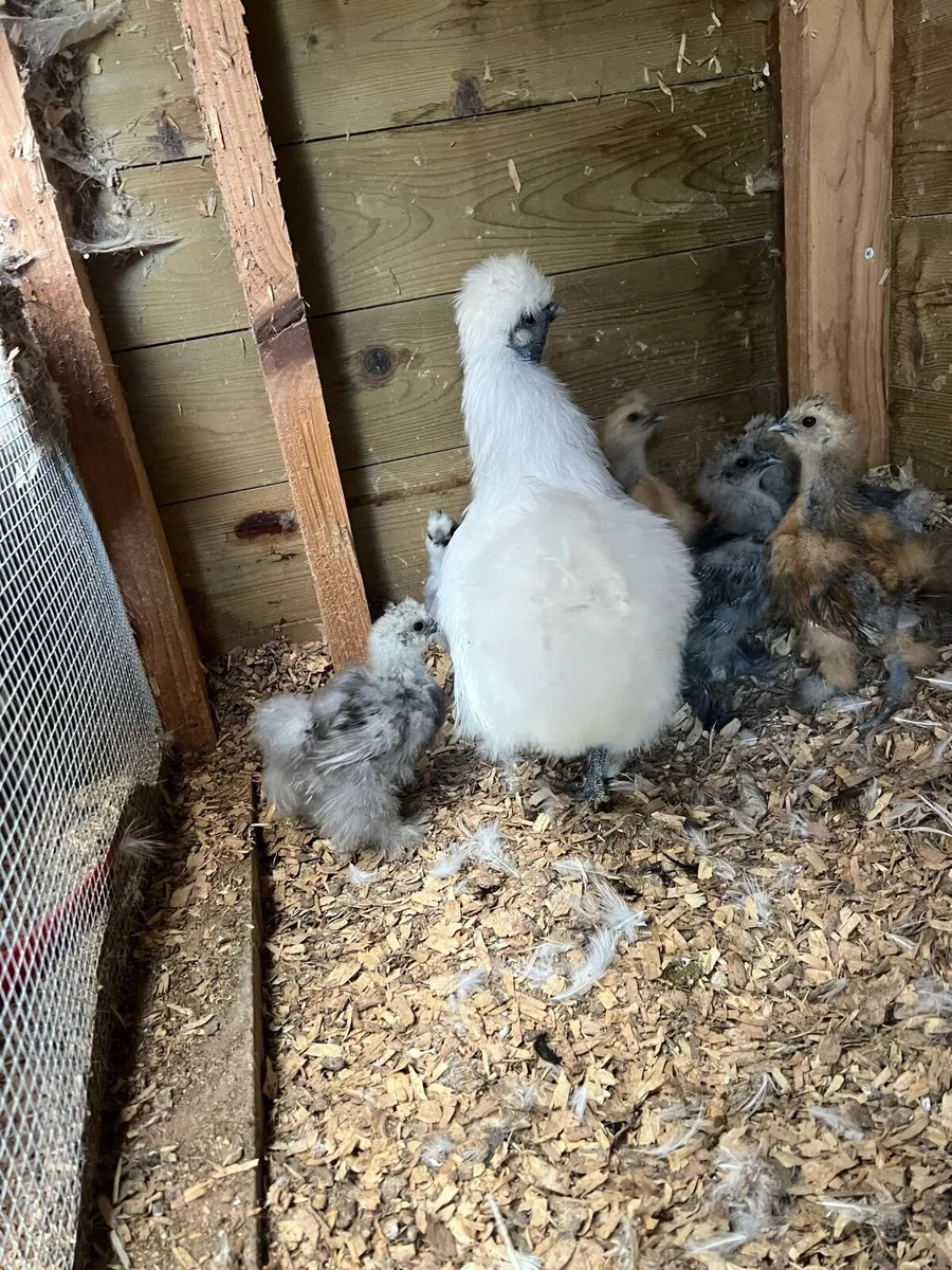 Silkie chicks for sale - Image 2