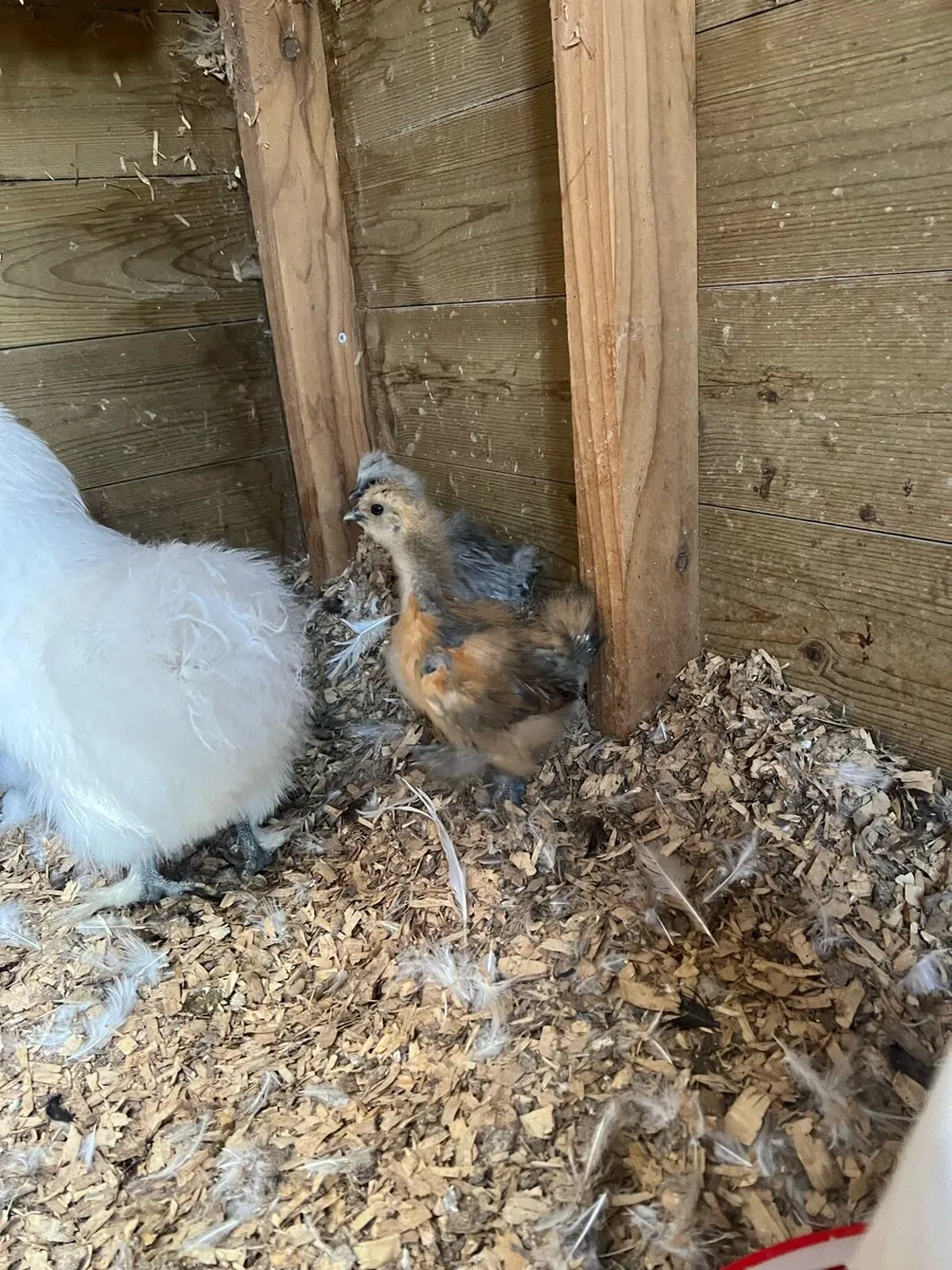 Silkie chicks for sale - Image 4