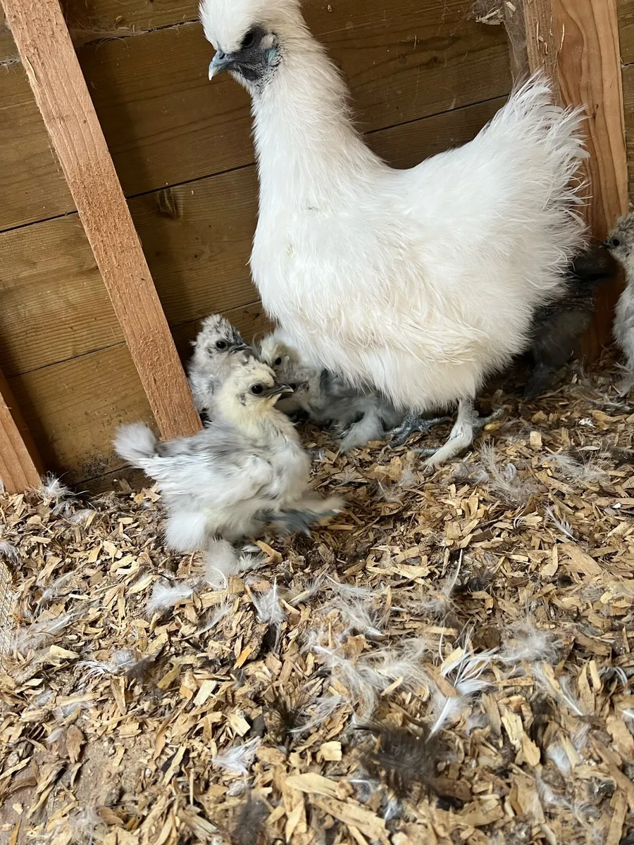 Silkie chicks for sale - Image 3