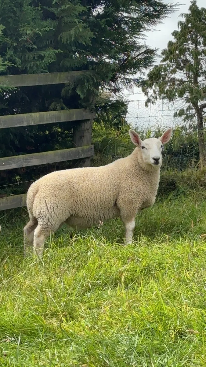 💥4 Pedigree North Country Cheviot ram lambs 💥 - Image 1