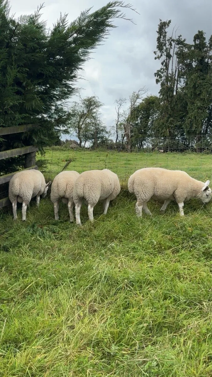 💥4 Pedigree North Country Cheviot ram lambs 💥 - Image 3