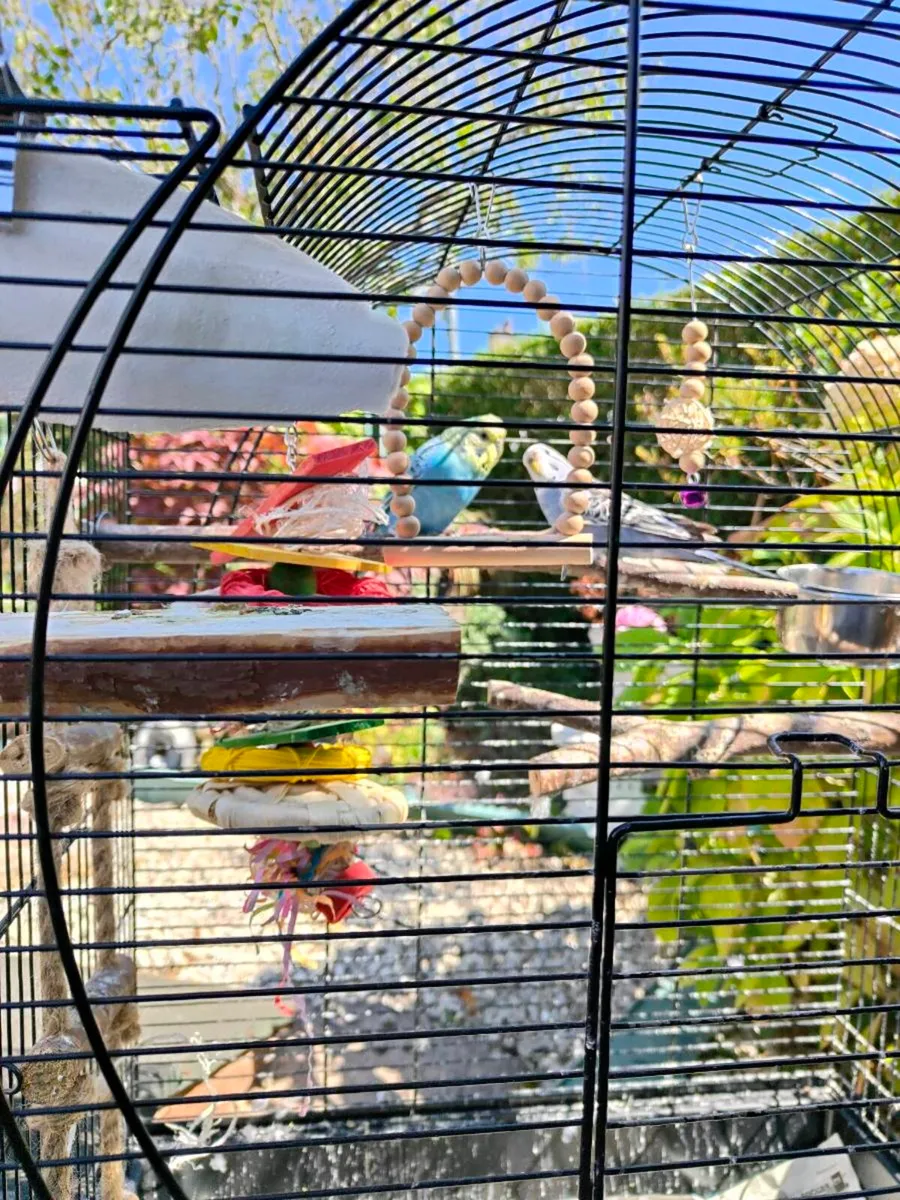 Beautiful pair buggies, cage, toys, complete set!! - Image 3