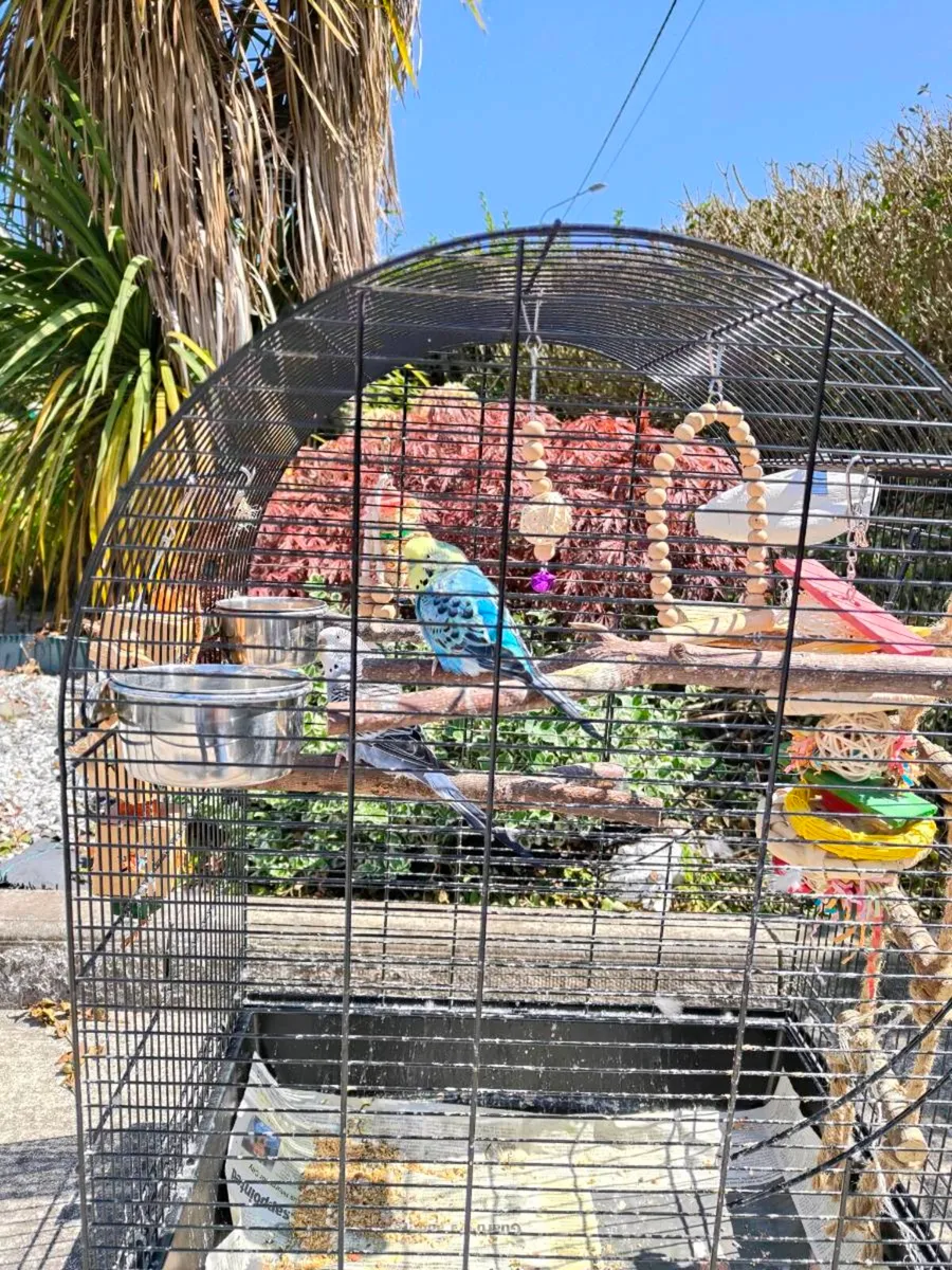 Beautiful pair buggies, cage, toys, complete set!! - Image 4