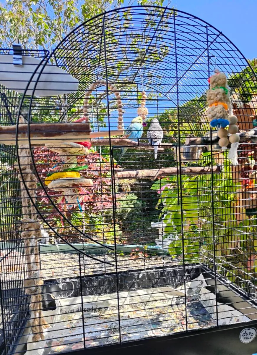 Beautiful pair buggies, cage, toys, complete set!! - Image 2