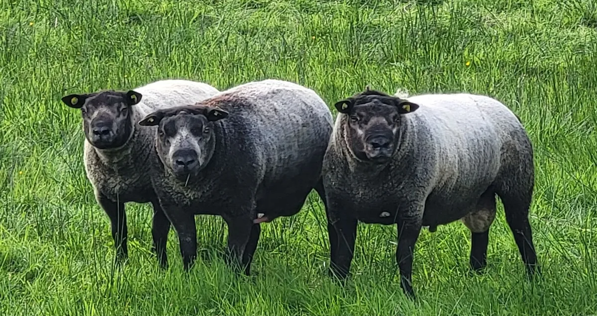 Rams - Image 4