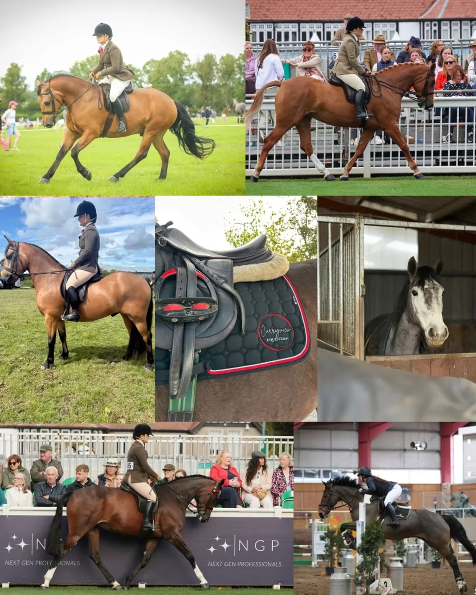 Schooling/Sales Livery