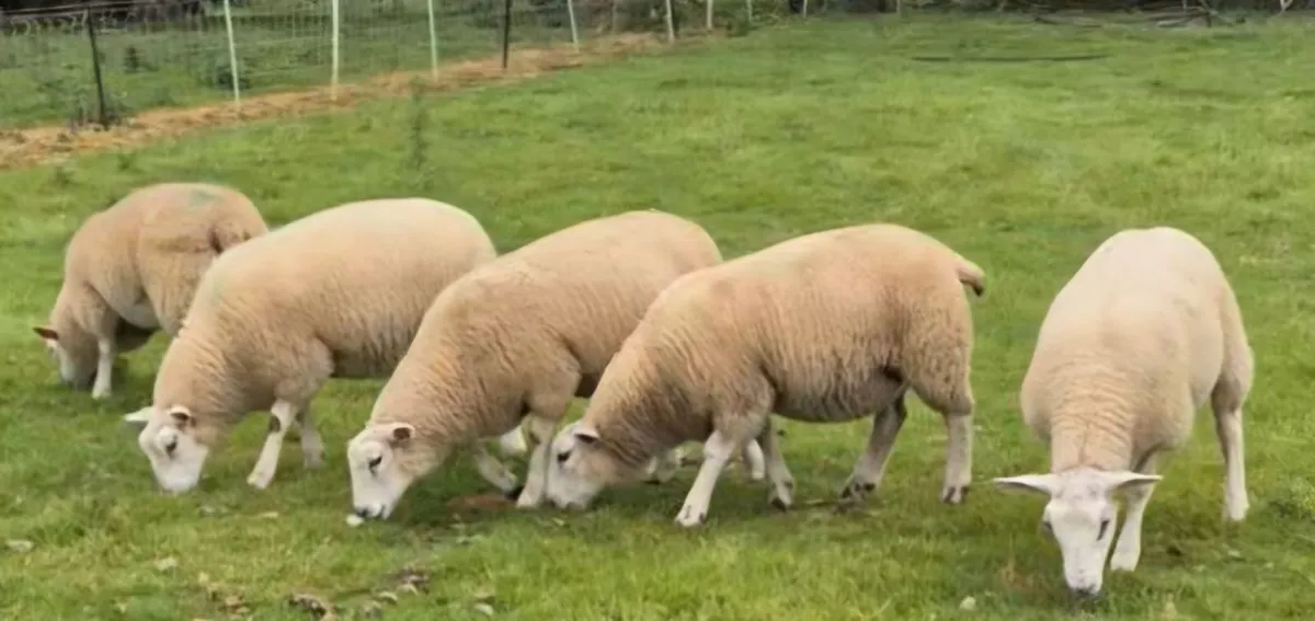 Belclare ewe lambs - Image 1