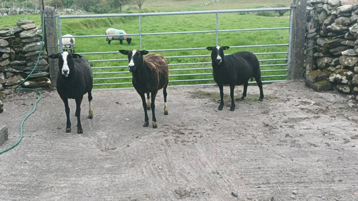 Zwartble sheep - Image 1
