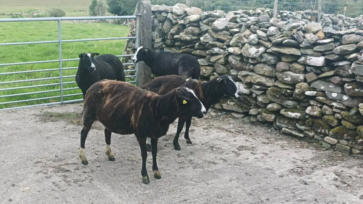 Zwartble sheep - Image 2