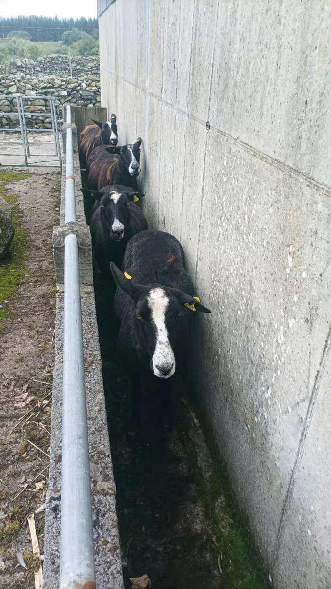Zwartble sheep - Image 3