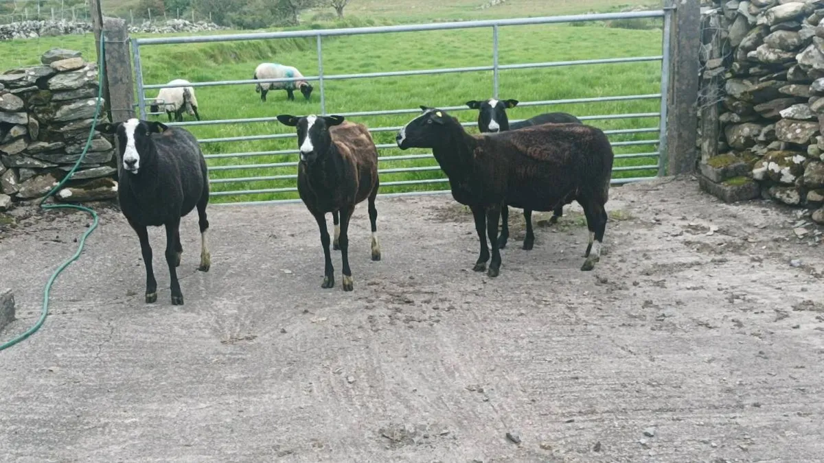 Zwartble sheep - Image 4