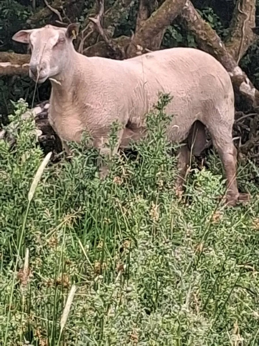 Rams - Image 3