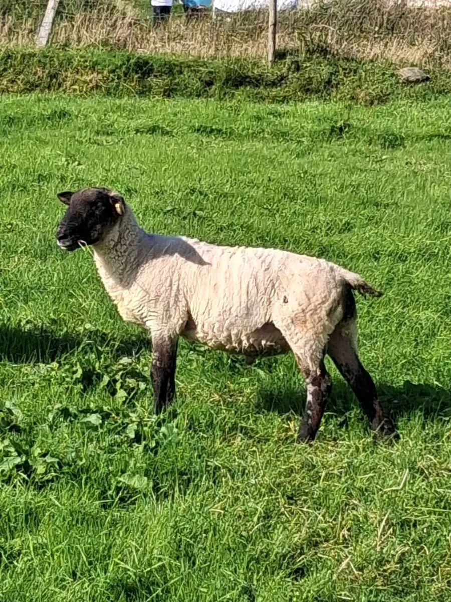 Suffolk and Milford Ram - Image 4