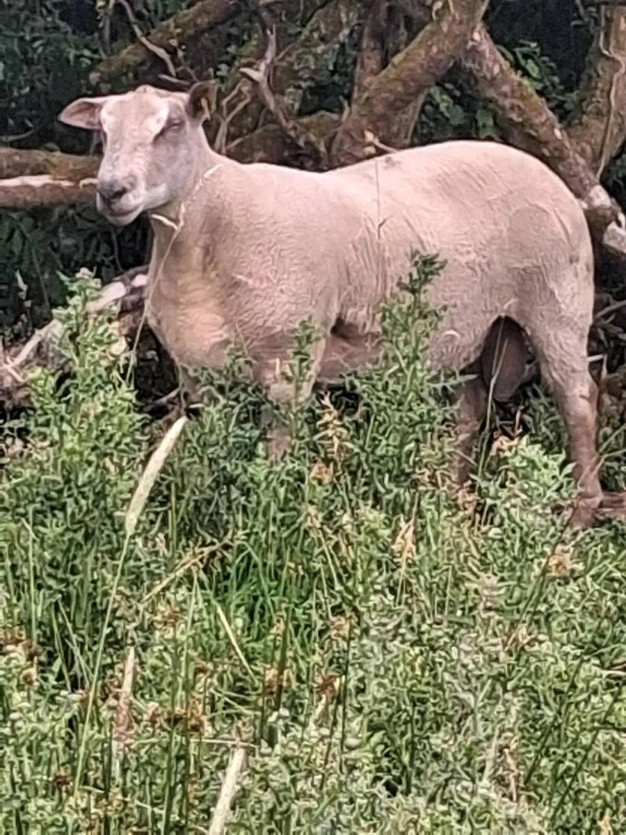 Rams - Image 4