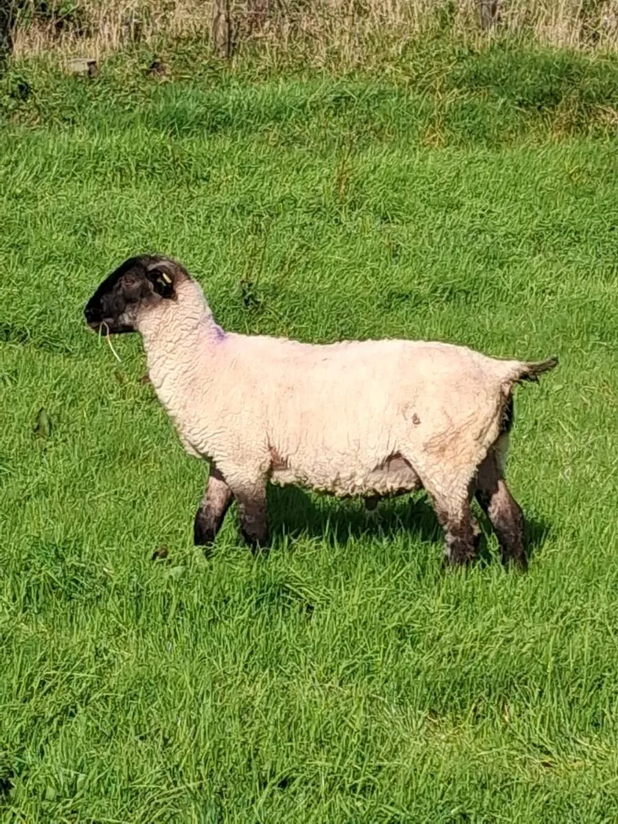Suffolk and Milford Ram - Image 3