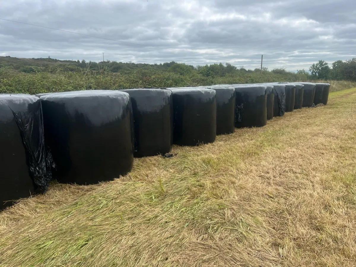 Silage - Image 1