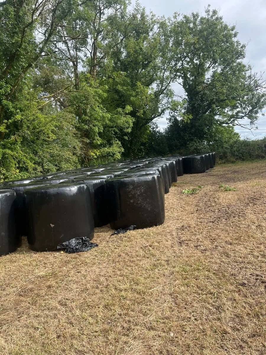 Silage - Image 2