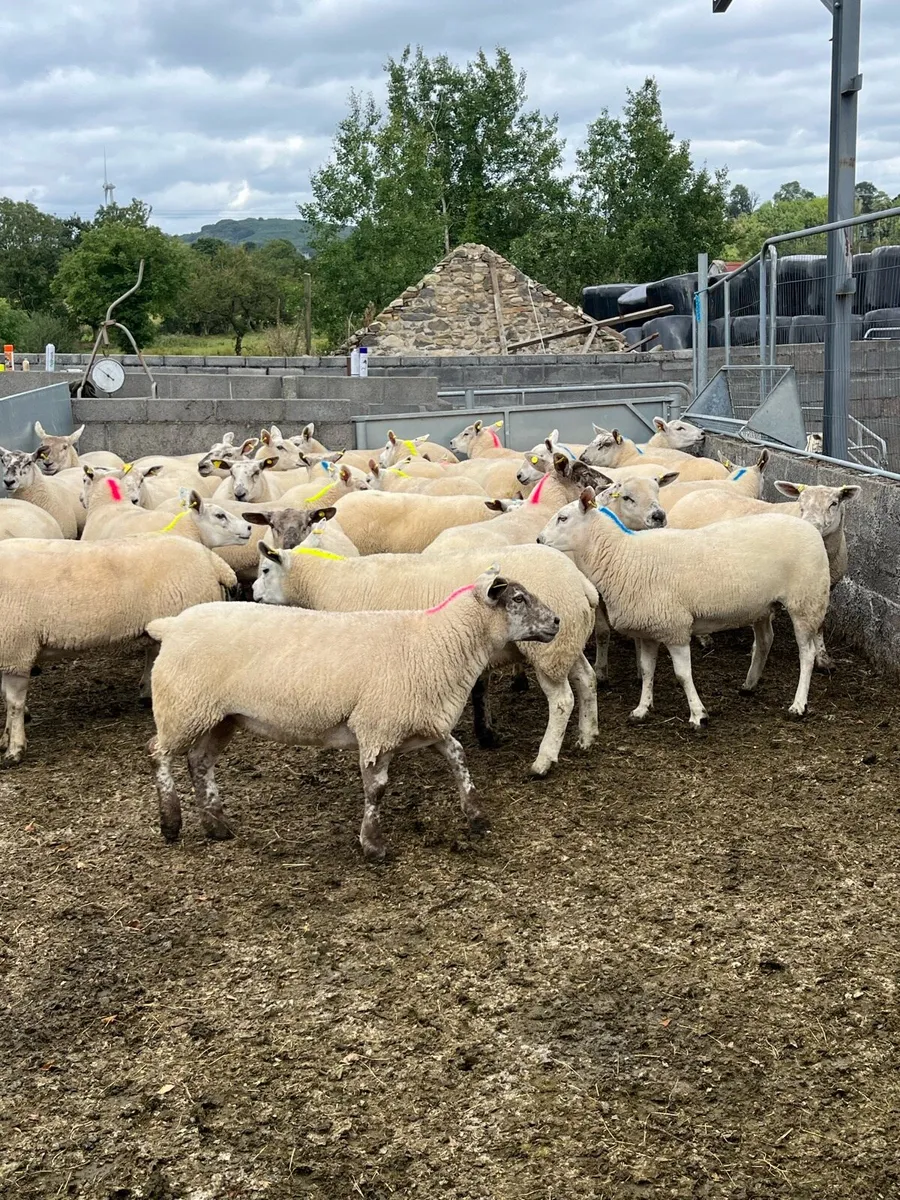 🐑100 EWE HOGGETS BJD MART 25 AUGUST🐑 - Image 2