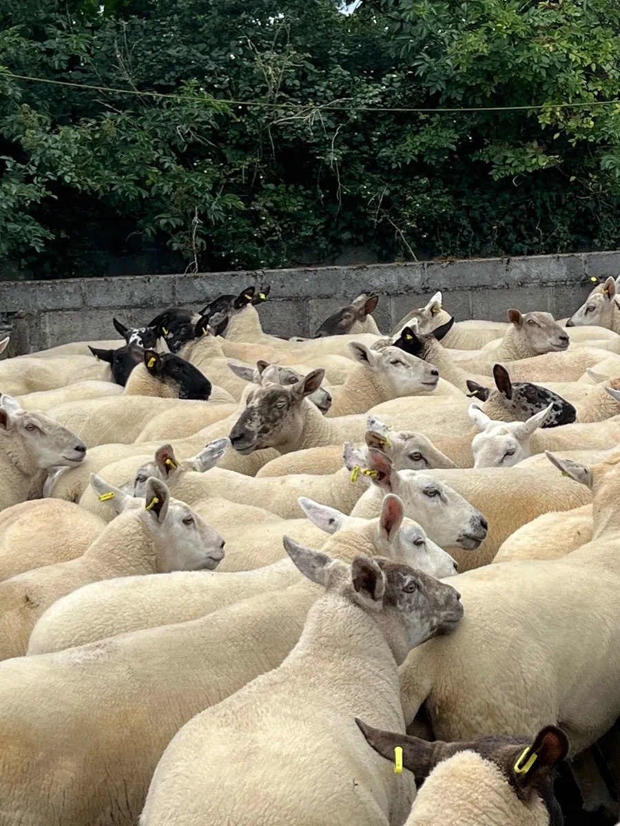 🐑100 EWE HOGGETS BJD MART 25 AUGUST🐑 - Image 1