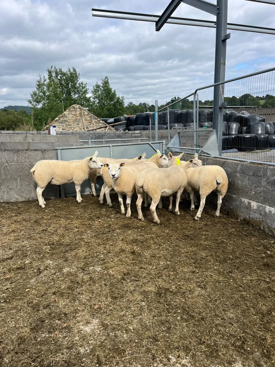🐑100 EWE HOGGETS BJD MART 25 AUGUST🐑 - Image 3