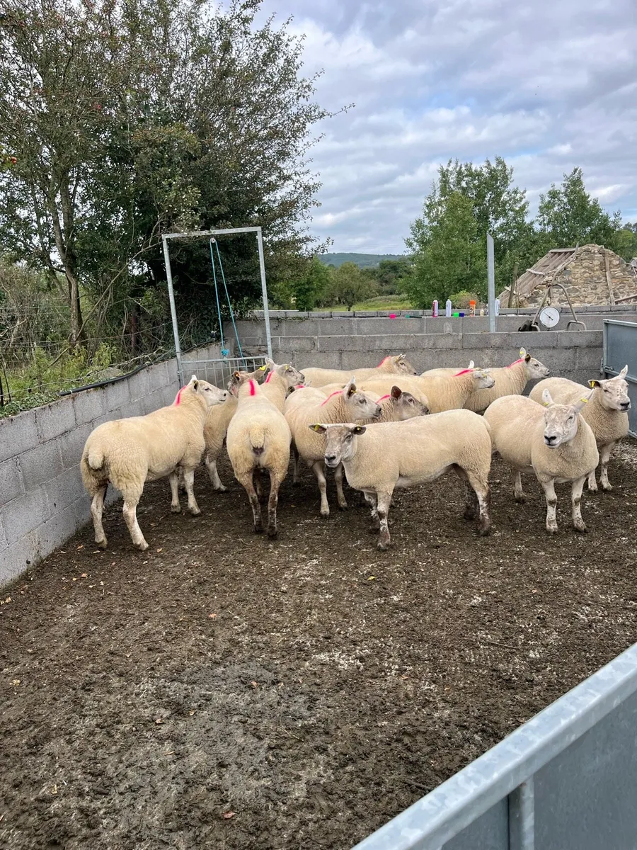🐑100 EWE HOGGETS BJD MART 25 AUGUST🐑 - Image 4