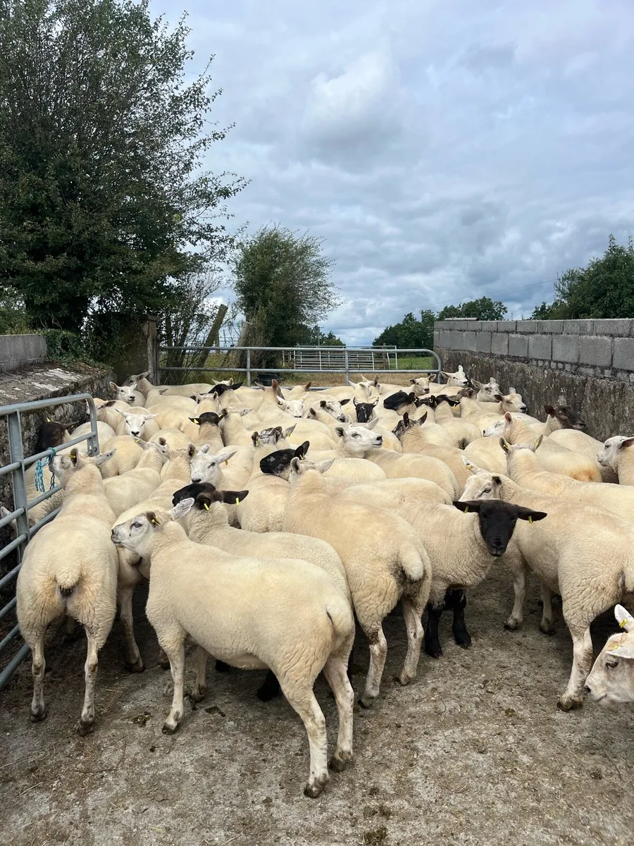 🐑EWE HOGGETS 🐑 - Image 4