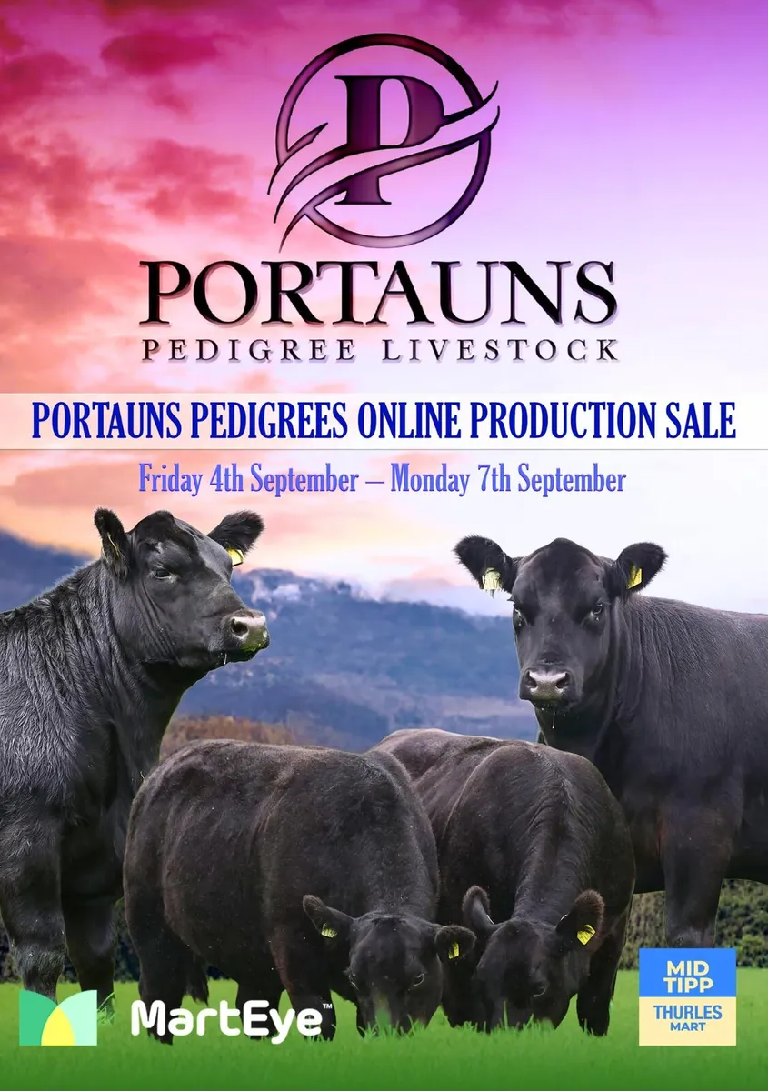 Portauns Angus Production Sale - Image 1