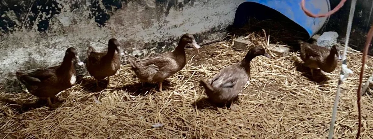 5 newly laying ducks